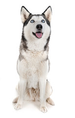 siberian husky in studio