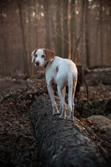 Kleine istrianer kurzhaarige Bracke im Wald auf einem Baumstamm, Jagdhund