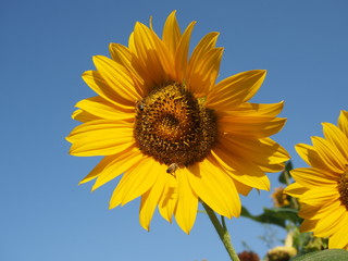 Obraz premium Girasole