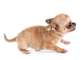 puppy chihuahua in studio