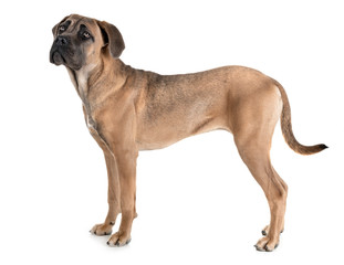 Obraz premium young cane corso