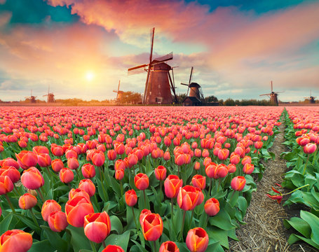 Fototapeta Dramatic spring scene on the tulip farm. Colorful sunset in Netherlands, Europe.
