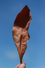 Dry leaf on hand in sky