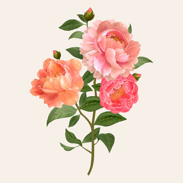 Pink peony flowers illustration