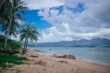 tropical beach with palm trees