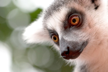 Close up portrait of ring-tailed lemur
