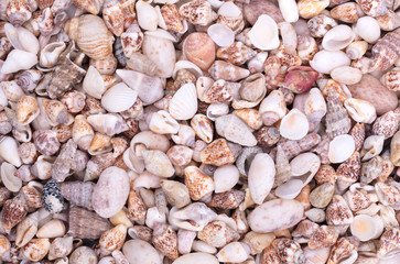 Shells of many types and sizes