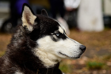 Portrait Husky dog with interesting eyes outdoors
