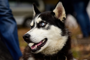 Portrait Husky dog with interesting eyes outdoors