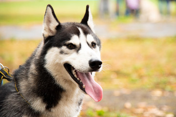Portrait Husky dog with interesting eyes outdoors