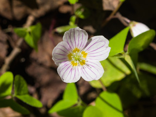 Common Wood Sorrel, Oxalis acetosella, flower macro with leaves defocused, selective focus, shallow DOF
