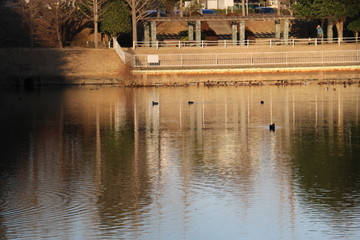 Fototapeta na wymiar 冬の公園の池の鴨