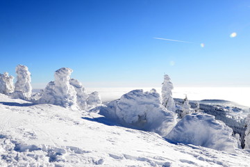 Gipfelglück. Verschneite Bäüme im Sonnenlicht auf einem Berggipfel