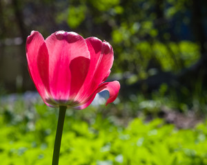 Blooming red tulip backlighted with bokeh background close-up, selective focus, shallow DOF