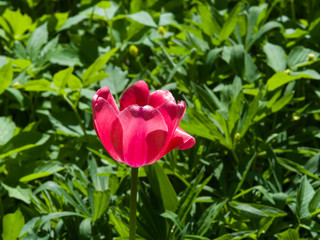 Blooming red tulip backlighted with bokeh background close-up, selective focus, shallow DOF