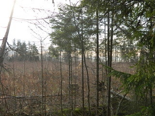 Russian forest