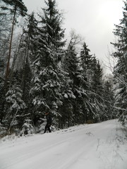 Fototapeta premium Russian forest