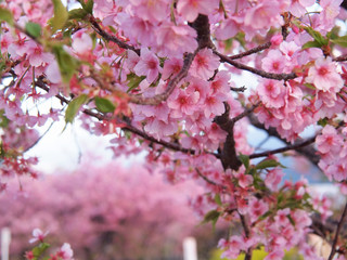 河津桜