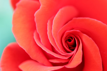 Rose flower detail spring season