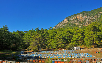 Bee hives in a valley near the forest in Marmaris/Mugla - Turkey.