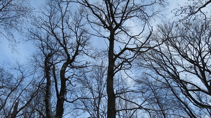 Oak tree in blue sky