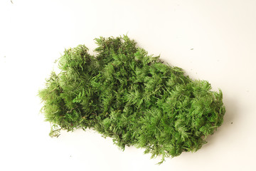 Color moss on white background