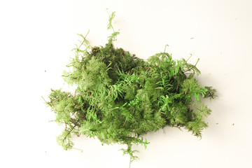 Color moss on white background
