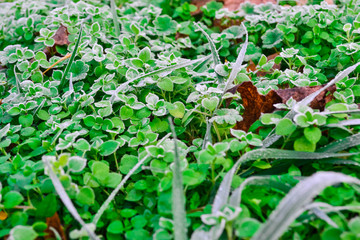 Obraz premium Park in the fog. Ukraine