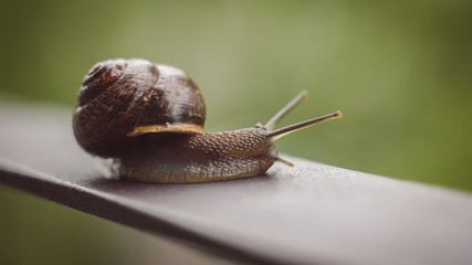 Snail crawling on the iron fence. Crawling slug with armor.