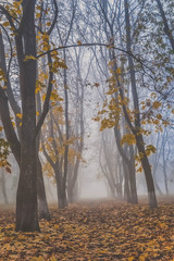 Park in the fog. Ukraine