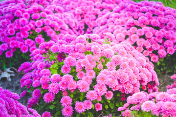 Park in the fog. Ukraine