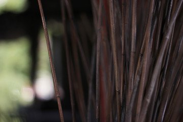 Blurred bamboo