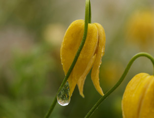 Clematis tangutica - Fleur jaune or en forme de clochette retombante de Clématite tangoute dorée 
