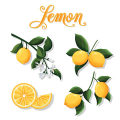 vector set of lemon fruits isolated on white background