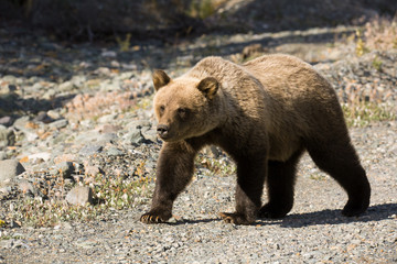 Fototapeta premium Grizzly Bär bear wildife Canada