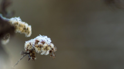 Plant branch in winter with snow crystals and snowflakes. Blurred background. Macro.