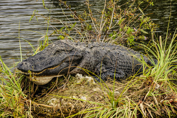 Anhinga Trail Alligators, Everglades National Park, Florida, United States