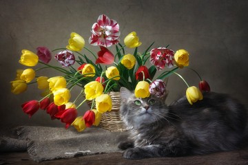 Still life with basket of multicolored tulips and playing gray kitty © Iryna