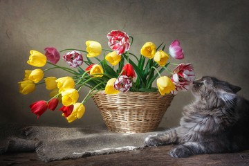 Still life with basket of multicolored tulips and playing gray kitty