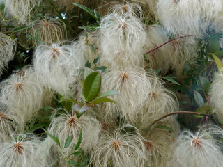 Clematis tangutica - Fruits ou akènes duveteux et plumeux argentés de clématite dorée ou...