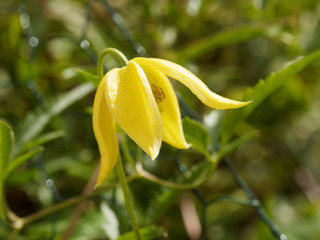 Clematis tangutica - Fleur jaune or en forme de clochette retombante de Clématite tangoute dorée 