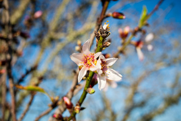 Almond Blossom in Lagos
