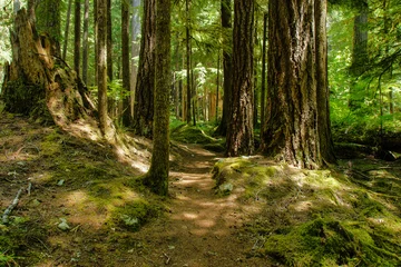 Foto op Plexiglas Ancient Groves Nature Trail, Olympic National Park, Washington, United States © Sceninc Media