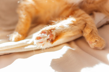 Cute ginger cat lying in bed. Close up photo of fluffy pet's paws.