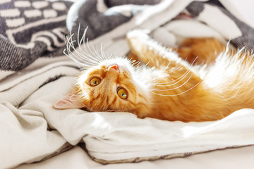Cute ginger cat lying in bed. Fluffy pet with curious funny expression on face.