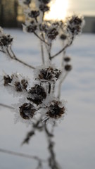 Dried flowers in snow closeup