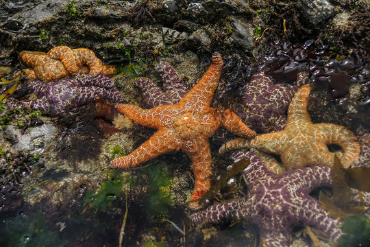 Rialto Beach Tidepools, Olympic National Park, Washington, United States