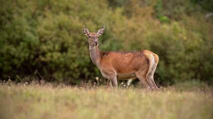 Naklejka na ściany i meble Red deer, cervus elaphus, hind in autumn with orange leaves in background. Female deer animal in colorful nature scenery. Wild mammal in wilderness.