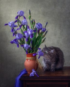 Still life with bouquet of irises and curious kitty