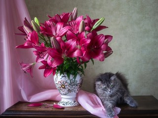 Still life with bouquet of magenta lily and funny kitty